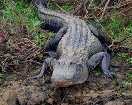 florida vacations