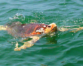 shark fishing